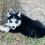 Thumbnail: “Dexter” black, and white male with blue eyes$500