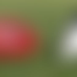 HEATHMONT SEEKS COACHES FOR SEASON 2020