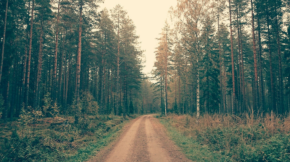 aforestation-dirt-road-dusty-road-52599