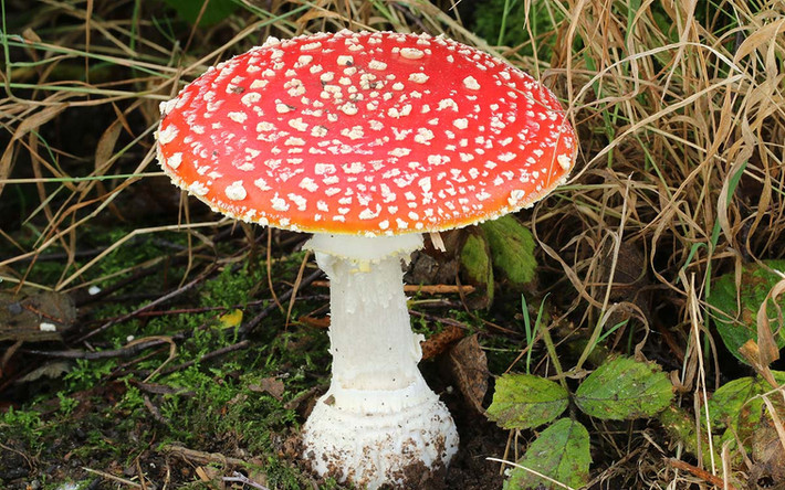 Amanita muscaria, Fly Agaric