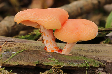 Rhodotus palmatus, Wrinkled Peach