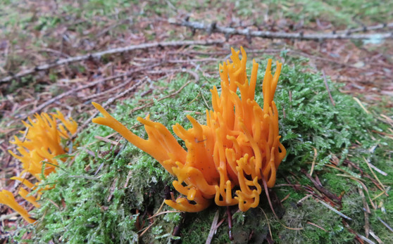 Calocera viscosa, Yellow Staghorn