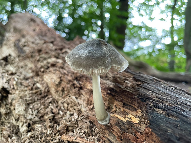 Pluteus salicinus, Willow Shield.jpeg