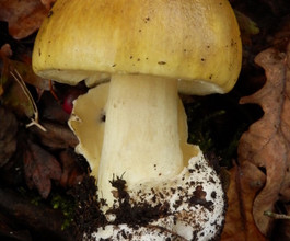 Amanita phalloides, Deathcap