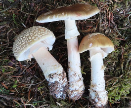 Amanita rubescens, The Blusher