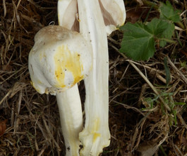 Agaricus xanthodermus, Yellow Stainer