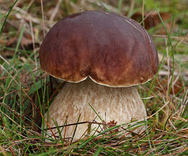 Boletus edulis, Penny Bun