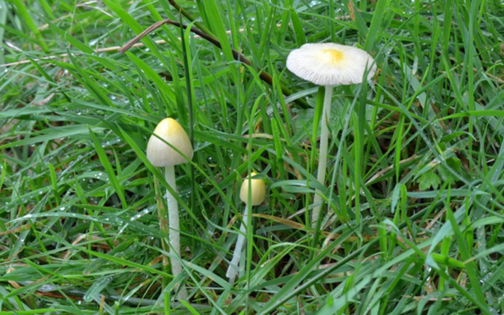 Bolbitius titubans, Yellow Fieldcap