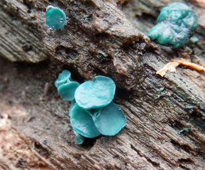 Chlorociboria aeruginascens, Green Elfcup