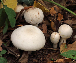 Agaricus xanthodermus, Yellow Stainer