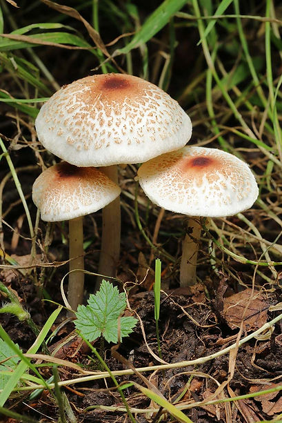 Lepiota cristata