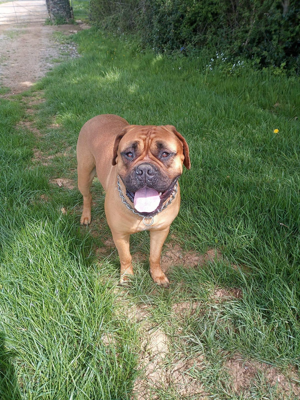 Cheston Dog Walking and Training Services