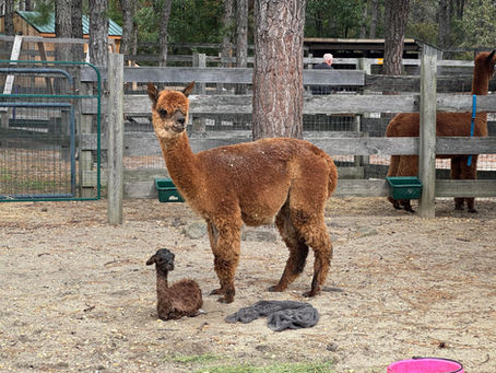 Mom and baby girl alpaca, in a pen, October 2025.