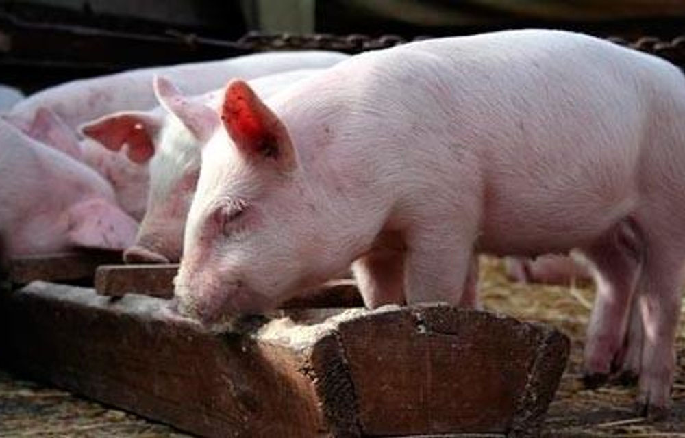 Raciones/comida Cerdo Lechón Iniciador 40 Kg