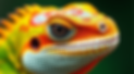 colorful Lizard size 2000 pixels X 800 pixels modern veryy closeup.png