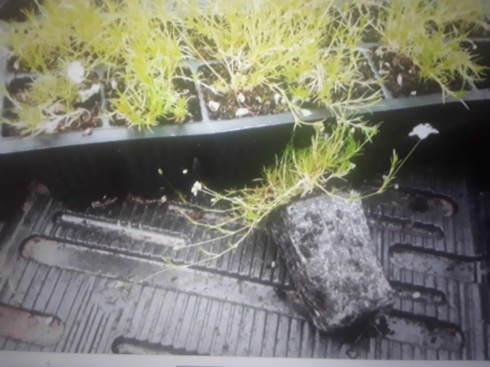 Thumbnail: Sagina Subulata (Irish Moss)