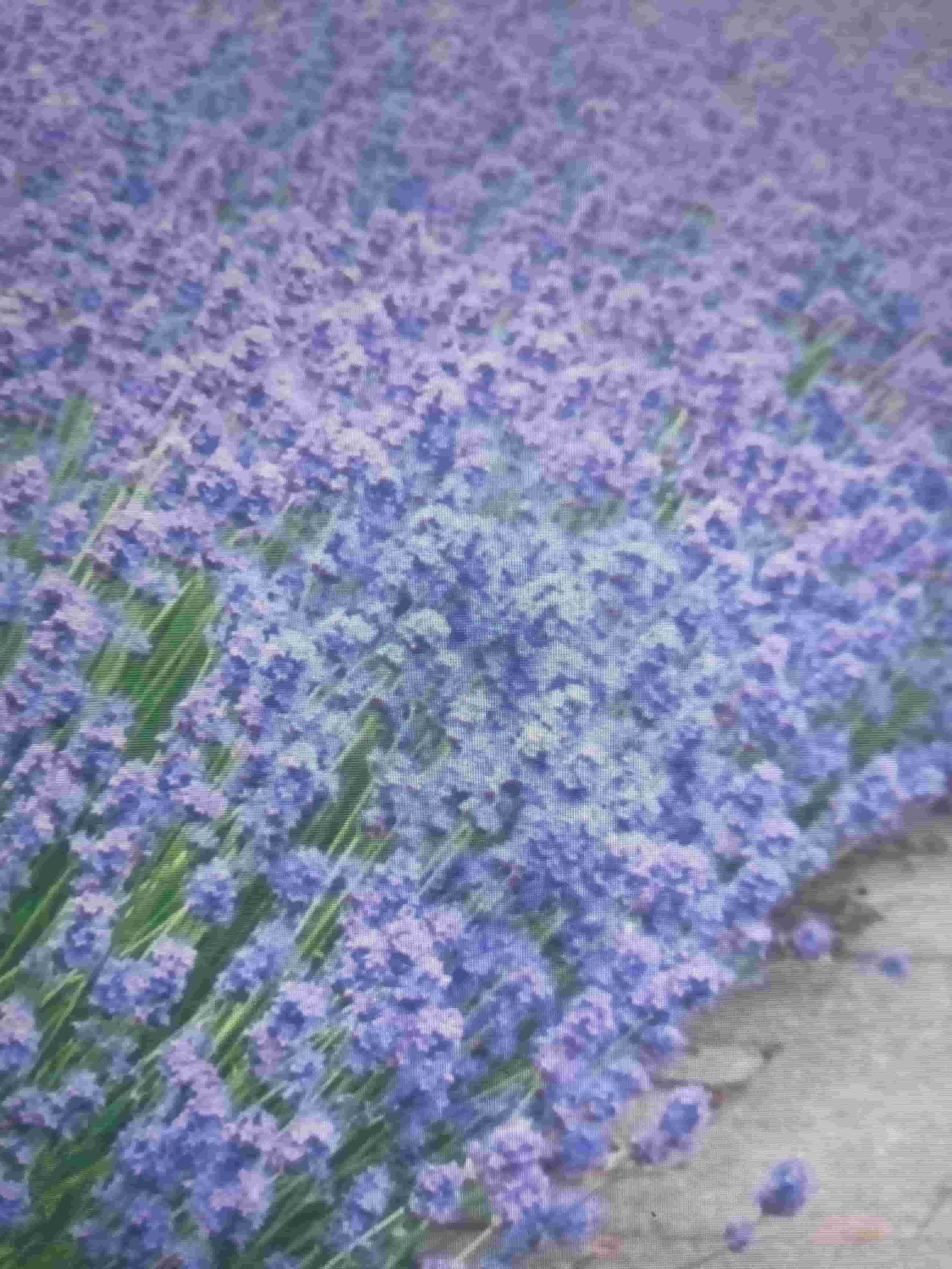 Lavandula Augustifolia (Lavender Munstead, LAMU)