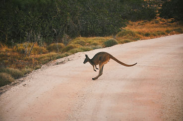 Western Australia kangaroo