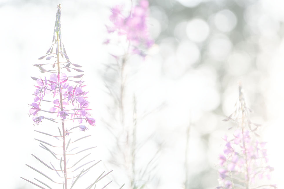 Fireweed_edited.jpg