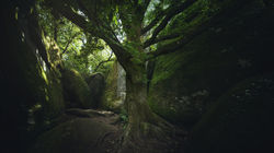 arbre_sacré2ss