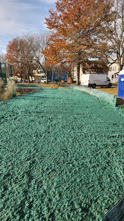 A fresh coat of hydroseed covering the grounds of a backyard