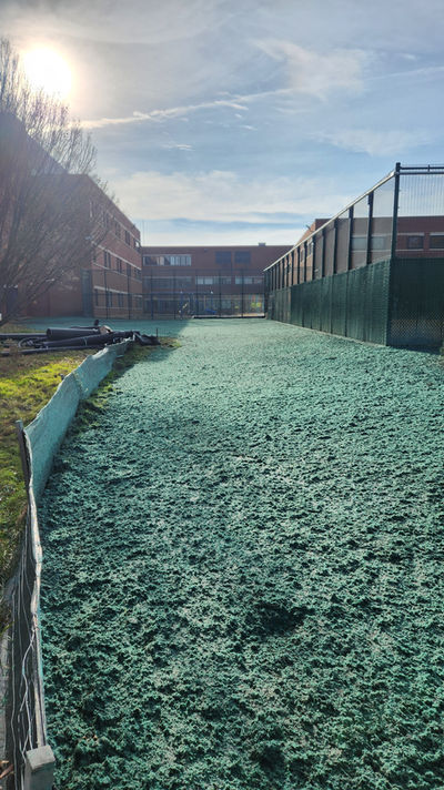 A fresh coat of hydroseed covering the ground between large commercial buildings