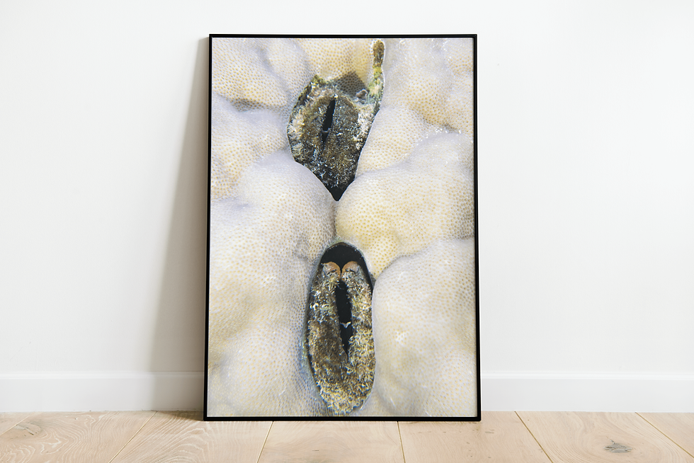 Miniatura: Grotto, Rock Crease - HONEY&PRUE