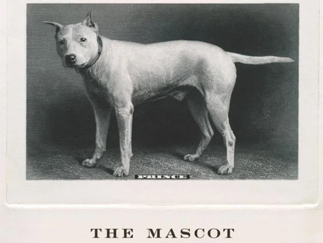 Wine Review: 01/04/2023 -  The Mascot Red Napa Valley 2018