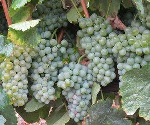 Godello + Video Link