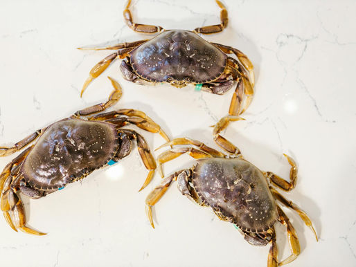 When & How to Catch Dungeness Crab?