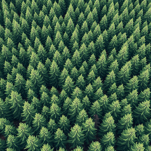generate a pine tree forest, make the image be a overview of it - only trees, nothing else