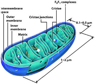 mitochondria