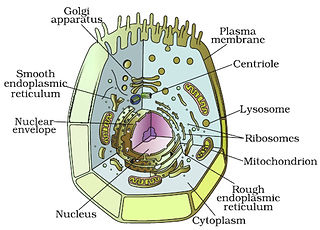 animal cell digram