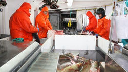 SJÓVINNUSTÝRIÐ | Fast-track skipanin. Kunning um leiklutin hjá Sjóvinnustýrinum