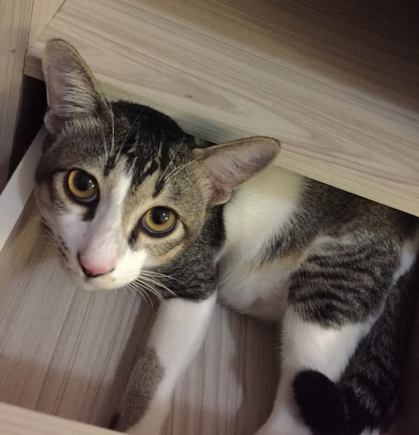 cheeky in drawer.jpg