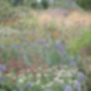 Urban Plant Walk