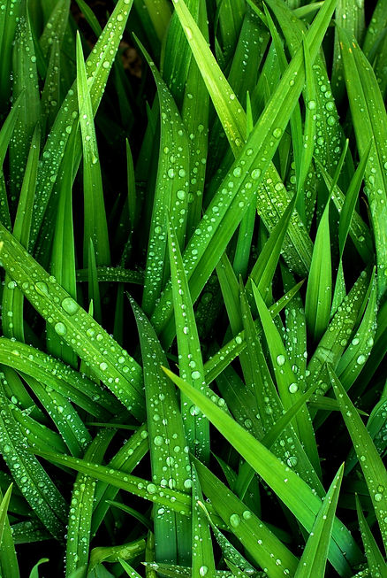 Grass_edited_edited.jpg
