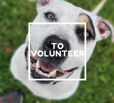 Home Ayres Memorial Animal Shelter Inc