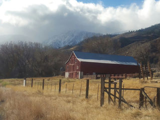Barn-y