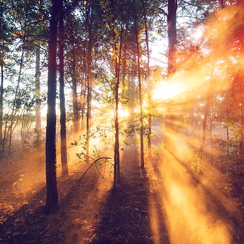 Sunrise-wallpaper-idownloadblog-iPad-wallpaper-forest-sunrays.jpg