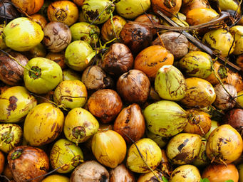 top-view-coconuts-displayed-market-1-scaled.jpeg