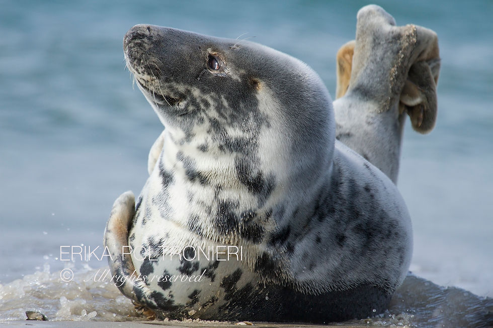 erikapoltronieriHelgoland