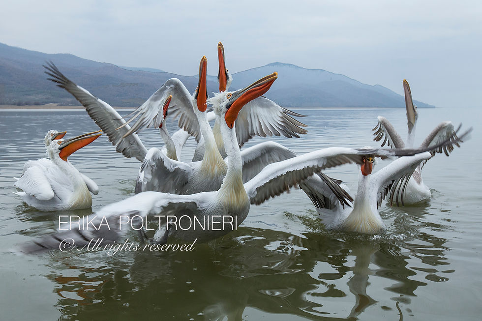 erikapoltronieriKerkini