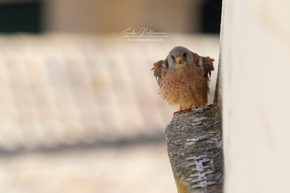 erikapoltronieri_Matera