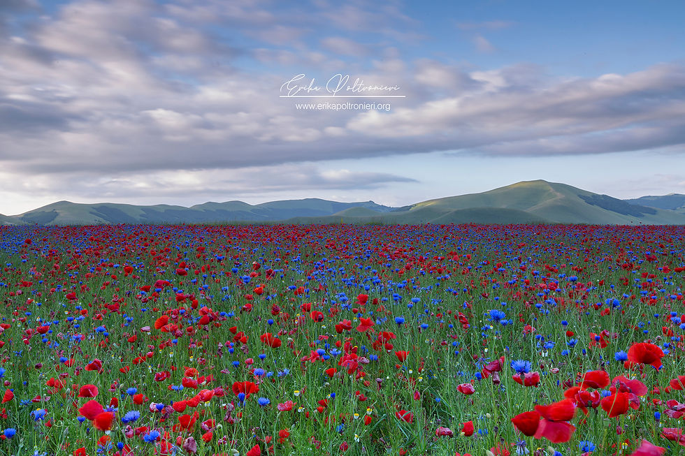 erikapoltronieri_Castelluccio