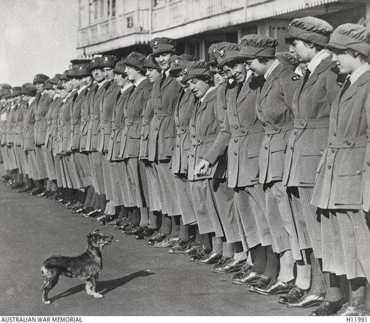 19_1 Members of the Womens' Royal Air Force (WRAF) on parade being reviewed by a small dog