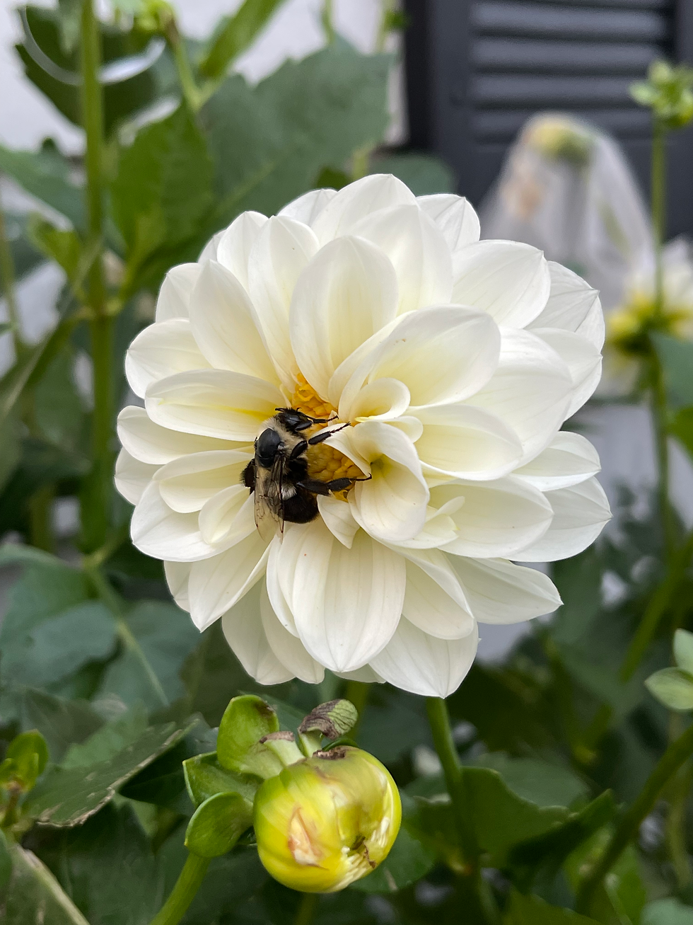 Thumbnail: Boom Boom White Dahlia Tuber