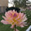 Thumbnail: Dream Catcher Dahlia Tuber 