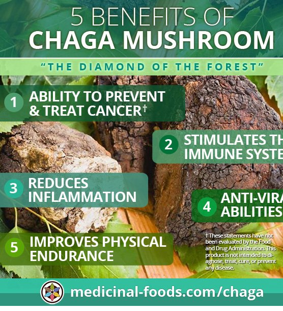 Chaga Powder Benefits