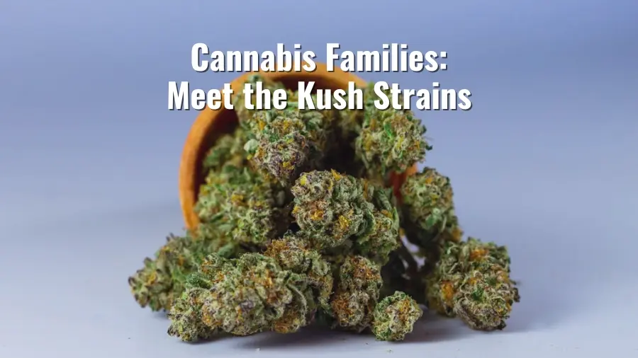 A collection of Kush strain cannabis buds spilling out of a small bowl, with the caption “Cannabis Families: Meet the Kush Strains” displayed above